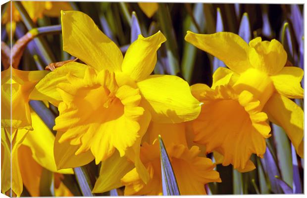 Daffodils Canvas Print by paul jenkinson