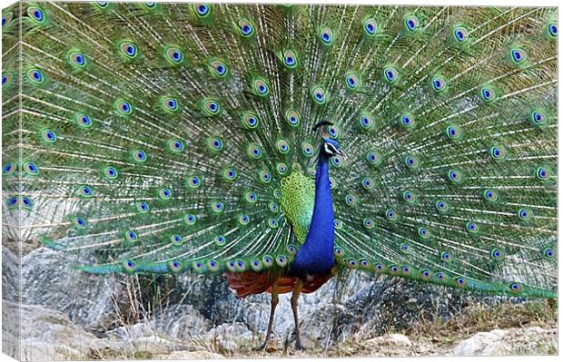 Peacock in full Display Canvas Print by Norwyn Cole