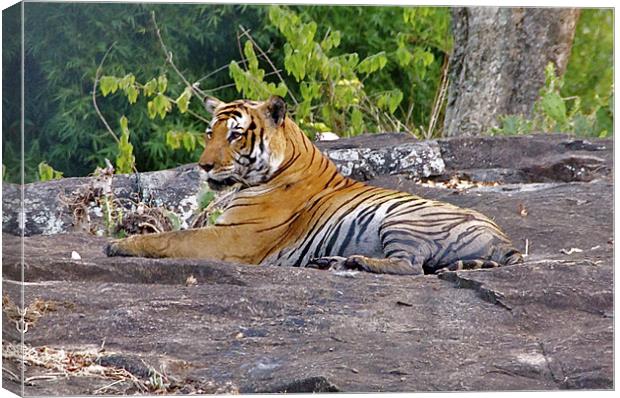 Tiger Resting Canvas Print by Norwyn Cole