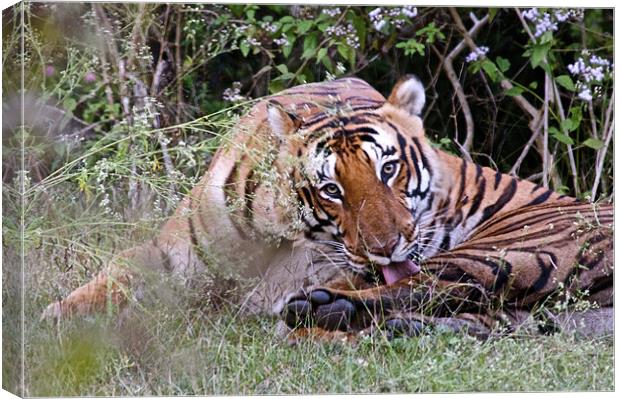 Tiger keeping an eye Canvas Print by Norwyn Cole