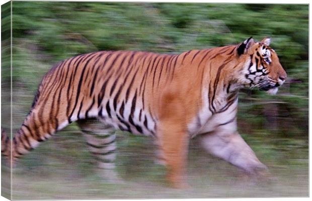 Running tiger Canvas Print by Norwyn Cole