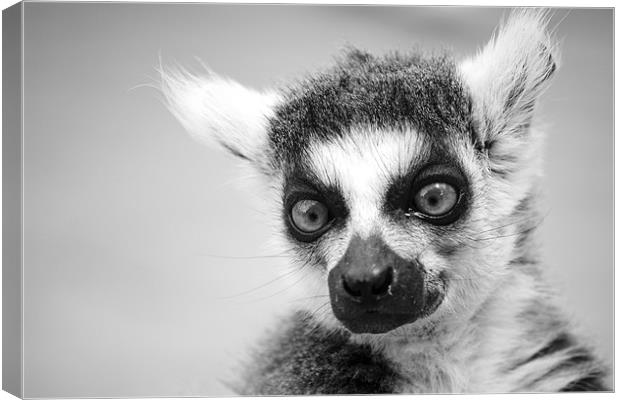 Ring Tailed Lemur Canvas Print by Hayley Newton