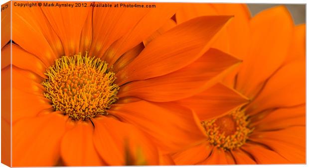 Double orange. Canvas Print by Mark Aynsley