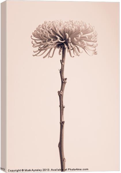 Chrysanthemum still life. Canvas Print by Mark Aynsley