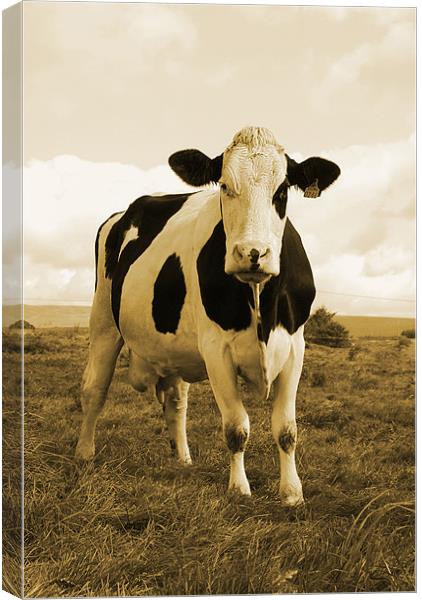Irish Cow Canvas Print by Alex Tenters