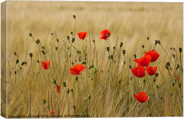 Poppies Canvas Print by paul petty