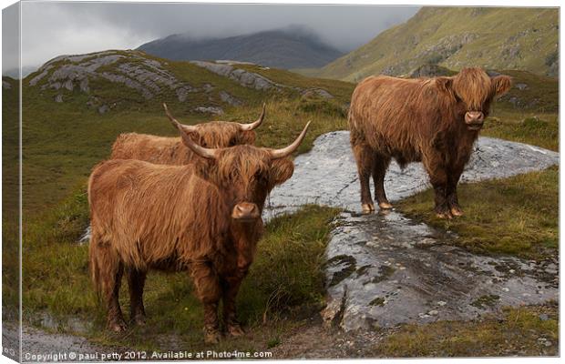 Highland Cattle Canvas Print by paul petty