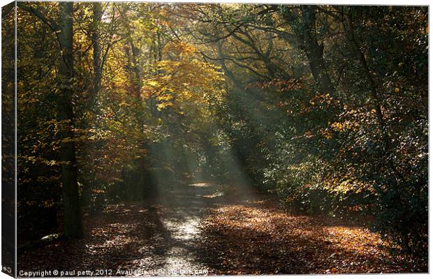Epping Forest Light Canvas Print by paul petty