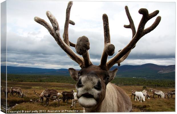 Reindeer Close-Up! Canvas Print by paul petty