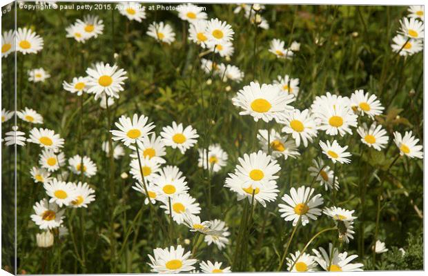 daisies Canvas Print by paul petty
