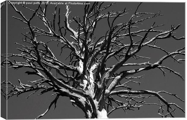 black and white dead tree Canvas Print by paul petty