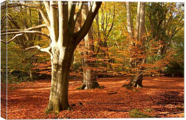  Epping Forest Autumn 2 Canvas Print by paul petty