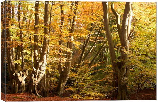  Epping Forest Autumn 3 Canvas Print by paul petty