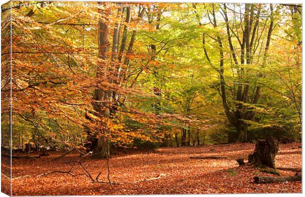  Epping Forest Autumn 4 Canvas Print by paul petty