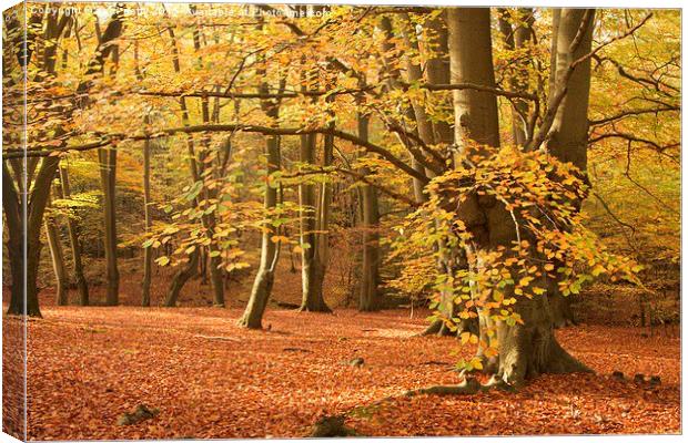  Epping Forest Autumn 8 Canvas Print by paul petty