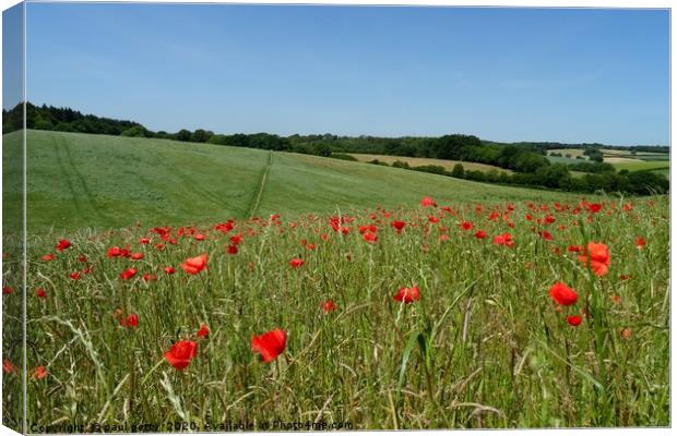                                Chiltern Poppies Canvas Print by paul petty