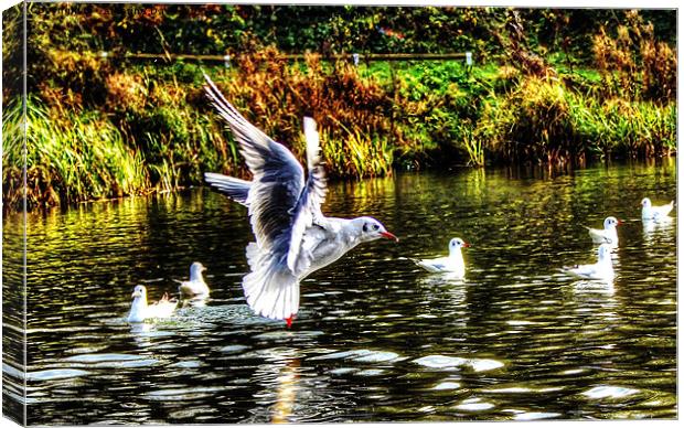 Autumn in flight Canvas Print by Catherine Davies