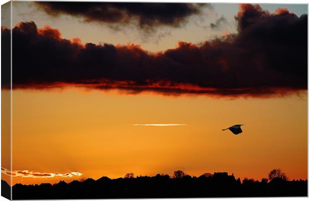 Flying Heron,sunset Canvas Print by Catherine Davies