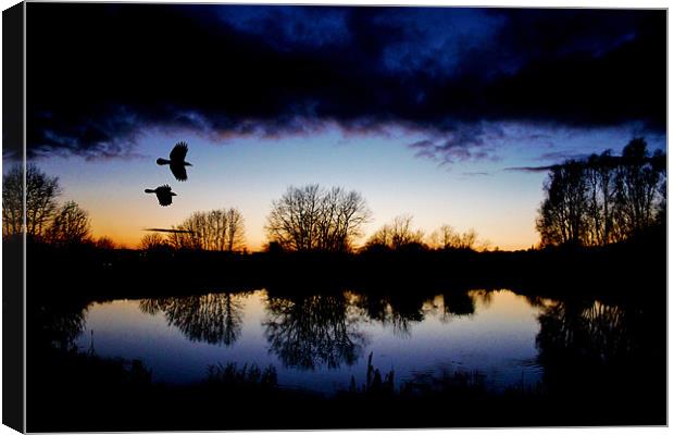 Flying crows,sunset Canvas Print by Catherine Davies