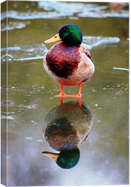 Duck, reflection Canvas Print by Catherine Davies