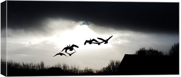 The squadron, flying birds Canvas Print by Catherine Davies
