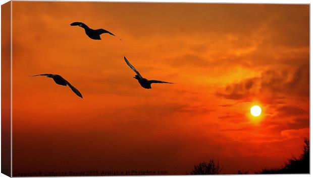 Marmalade skies,duck sunset Canvas Print by Catherine Davies