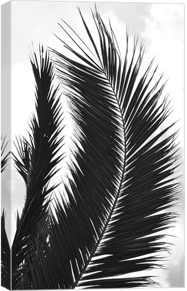 Black and White Leaf Canvas Print by Shaun Cope