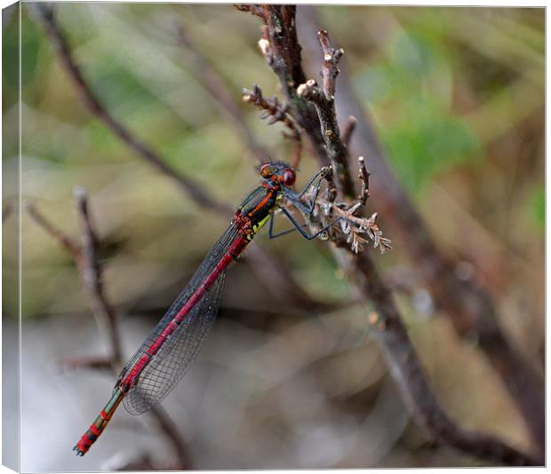Large Red Damselfly Canvas Print by Shaun Cope