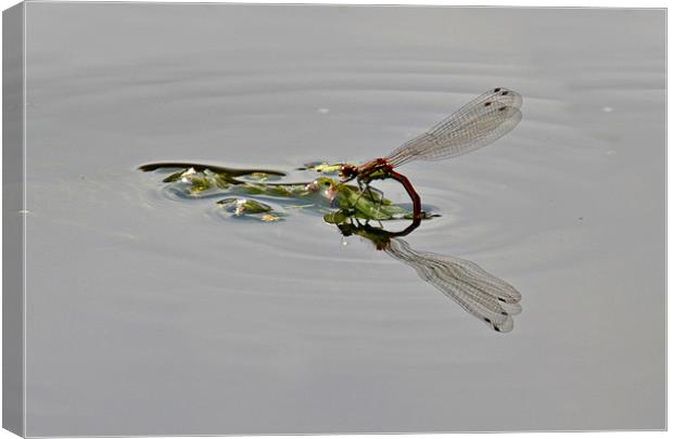 Damselfly Canvas Print by Shaun Cope