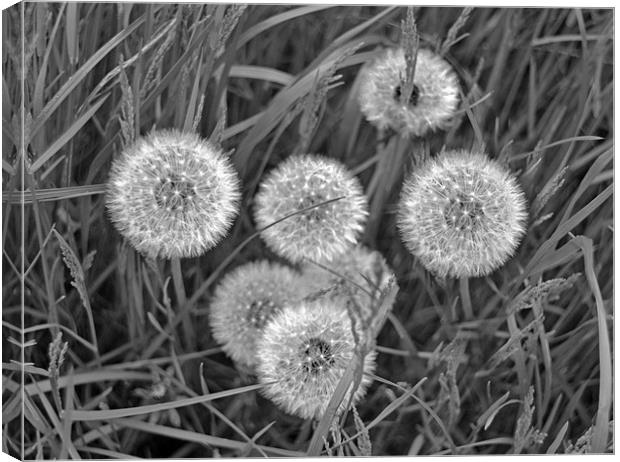 Black and White Dandelions Canvas Print by Shaun Cope