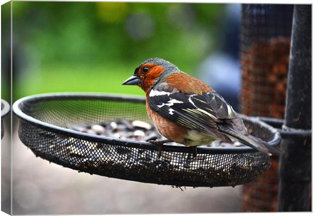 Common Chaffinch Canvas Print by Shaun Cope