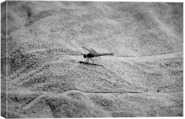 Menorcan Dragonfly Canvas Print by Shaun Cope