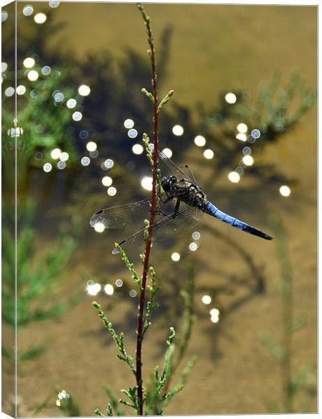 Blue Dragonfly Canvas Print by Shaun Cope