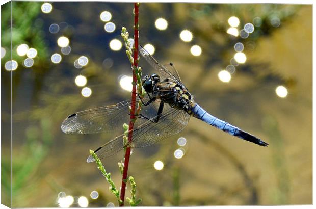 Dragonfly Closeup Canvas Print by Shaun Cope