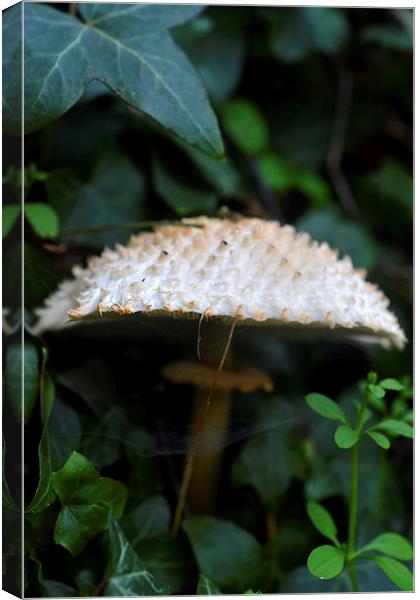 Toadstool Canvas Print by Shaun Cope