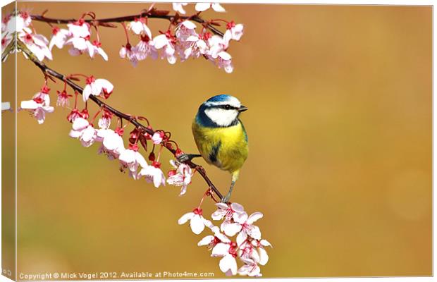 Blue Tit on blossom Canvas Print by Mick Vogel