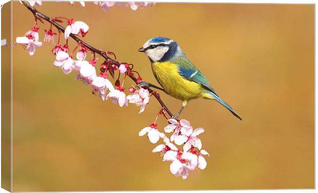 Blue Tit on Spring Blossom Canvas Print by Mick Vogel