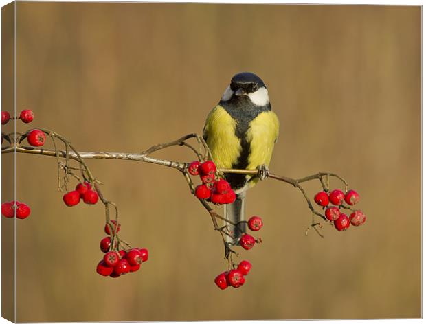 The Great Tit. Canvas Print by Mick Vogel