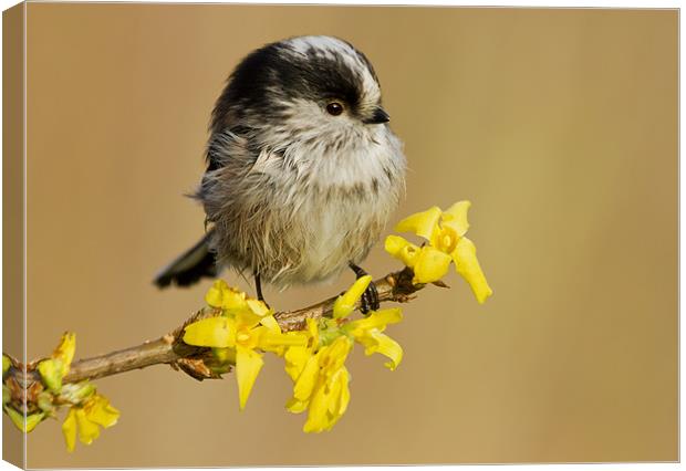 Longtail Tit on Forsythia Canvas Print by Mick Vogel
