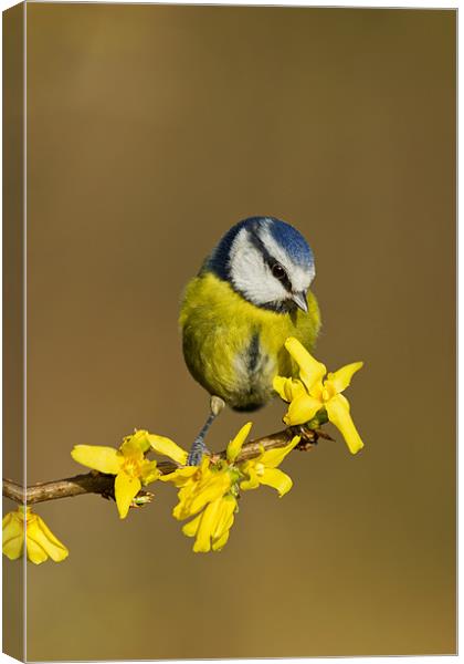 Blue Tit on yellow flower Canvas Print by Mick Vogel
