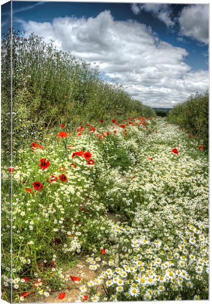 Camomile And Poppy Path Canvas Print by Mick Vogel