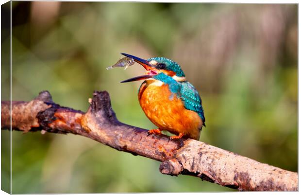 Kingfisher With Stickleback Canvas Print by Mick Vogel