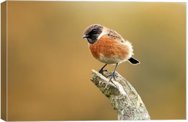Male Stonechat Canvas Print by Mick Vogel