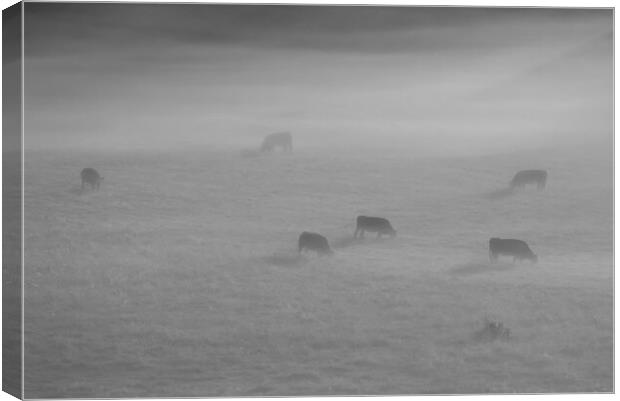 Cattle in the mist Canvas Print by Mick Vogel