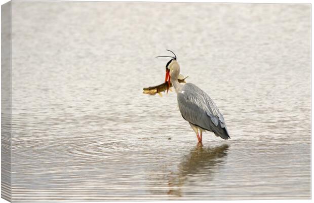 Grey Heron With Pike Canvas Print by Mick Vogel