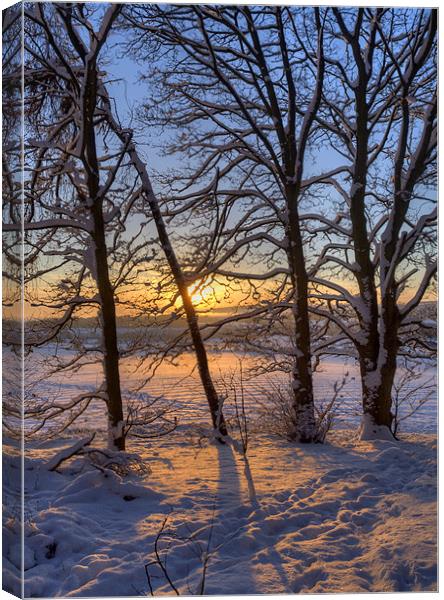 Golden Winter Sunrise Canvas Print by Tracey Whitefoot