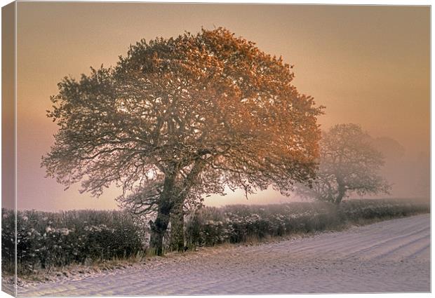Winter Morning Canvas Print by Tracey Whitefoot