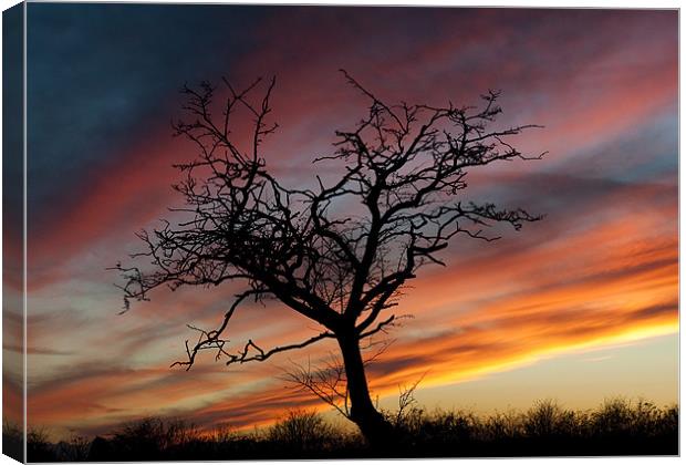 Lone Tree at Sunset Canvas Print by Tracey Whitefoot