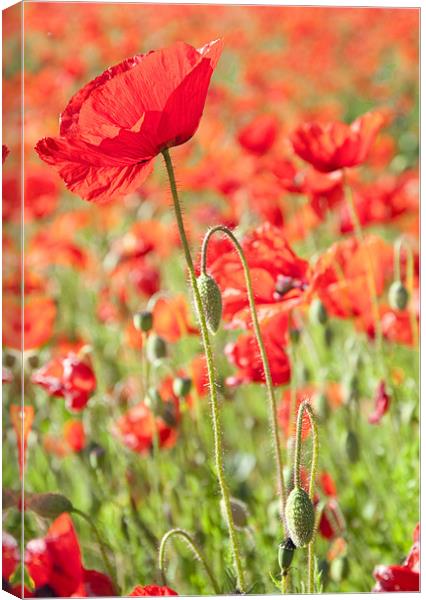 Poppies Canvas Print by Tracey Whitefoot