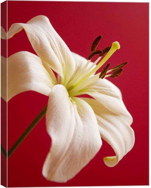 Lily Canvas Print by Tracey Whitefoot